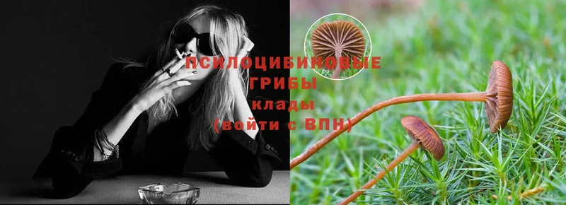 Псилоцибиновые грибы Psilocybe  ОМГ ОМГ зеркало  Иннополис  что такое наркотик 